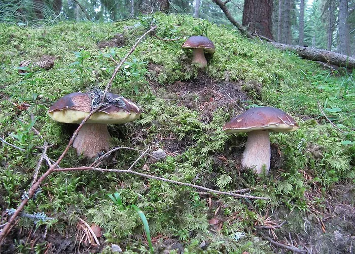 Haus Ofner Am Kreischberg 3*